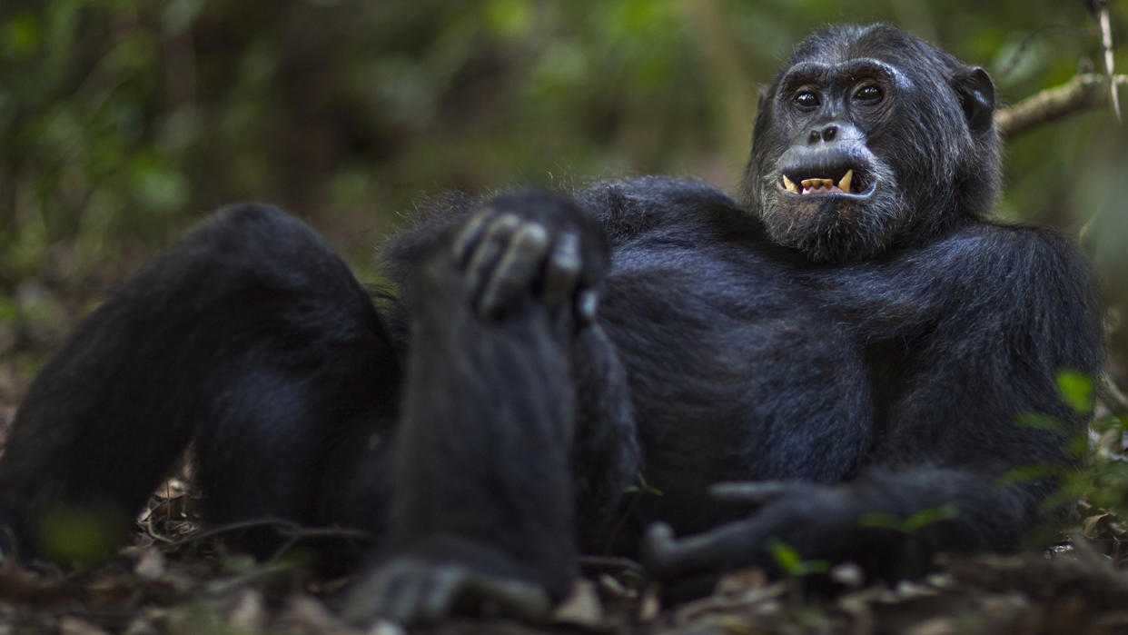 Eastern chimpanzee Alpha male Ferdinand aged 20 years resting on his back