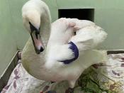 Swan