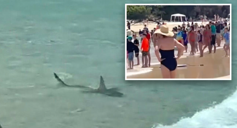 People watch on at Cylinder Beach on North Stradbroke as shark sits in shallows.