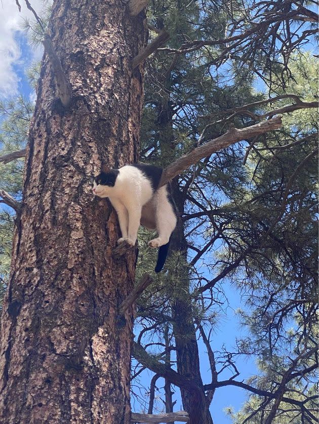 Archie before being rescued from his predicament.