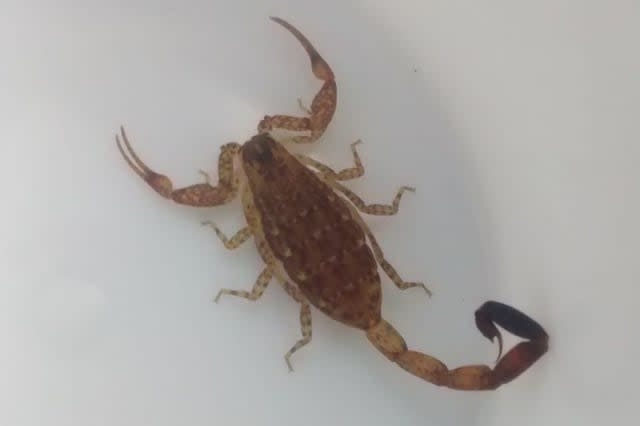 Family brings home deadly scorpion from Mexican holiday