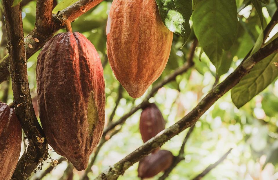 Et si le chocolat pouvait changer le monde ? Reportage et recettes