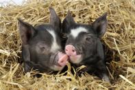 PIC BY JOHN DANIELS / ARDEA / CATERS NEWS - (Pictured a pair of cute piglets in straw) - From a loving look to an affectionate nuzzle, these are the charming images of cute creatures cosying up for Valentines Day. And as the heart-warming pictures show the animal kingdom can be just as romantic as us humans when it comes to celebrating the big day.