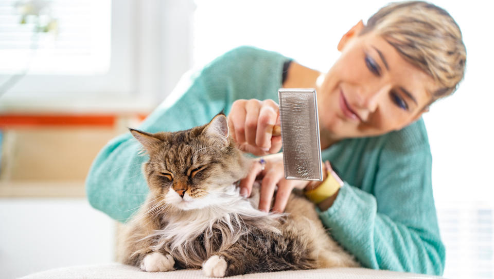 woman brushing her cat