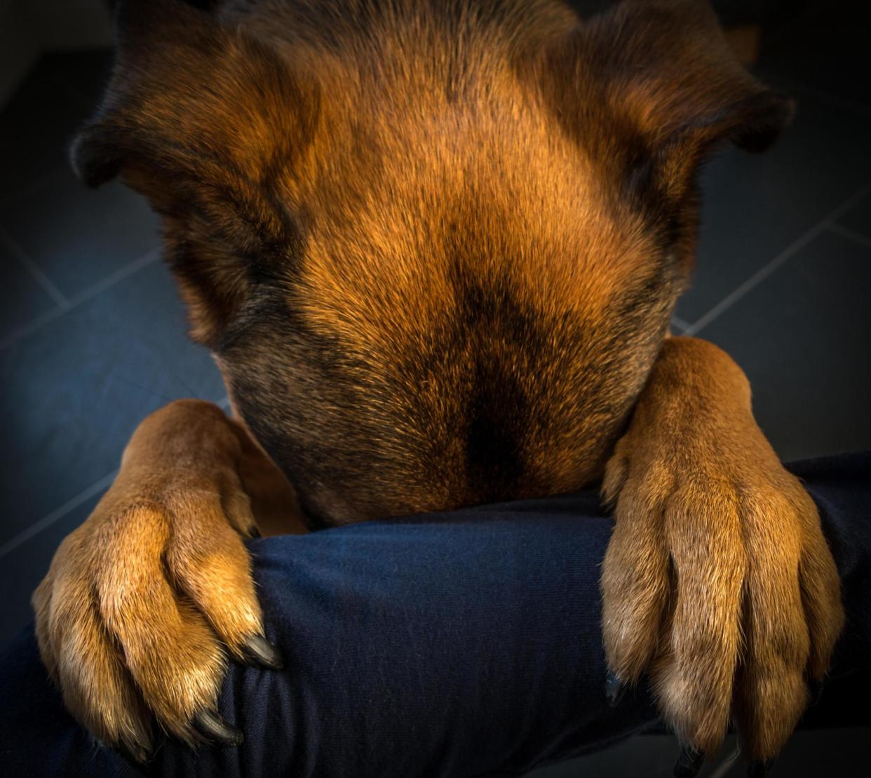 <span>Advocates know pets are often abused or used to control victims. They also say that despite violence towards animals being a high-risk factor, it’s not well acknowledged by police and governments.</span><span>Photograph: Rebecca Cole/Alamy</span>