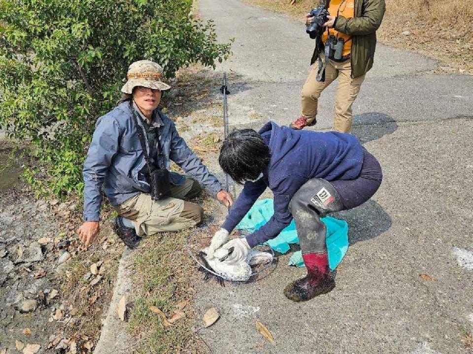 獲救的黑面琵鷺隨即被送往救傷中心，經獸醫師診斷為肉毒桿菌毒素中毒，及時給予必要治療。（圖：嘉義縣農業處提供）