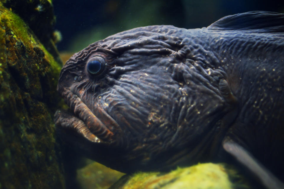 A close-up of a large, rough-textured fish with a prominent head and deep-set eyes, positioned next to a rock in an underwater environment