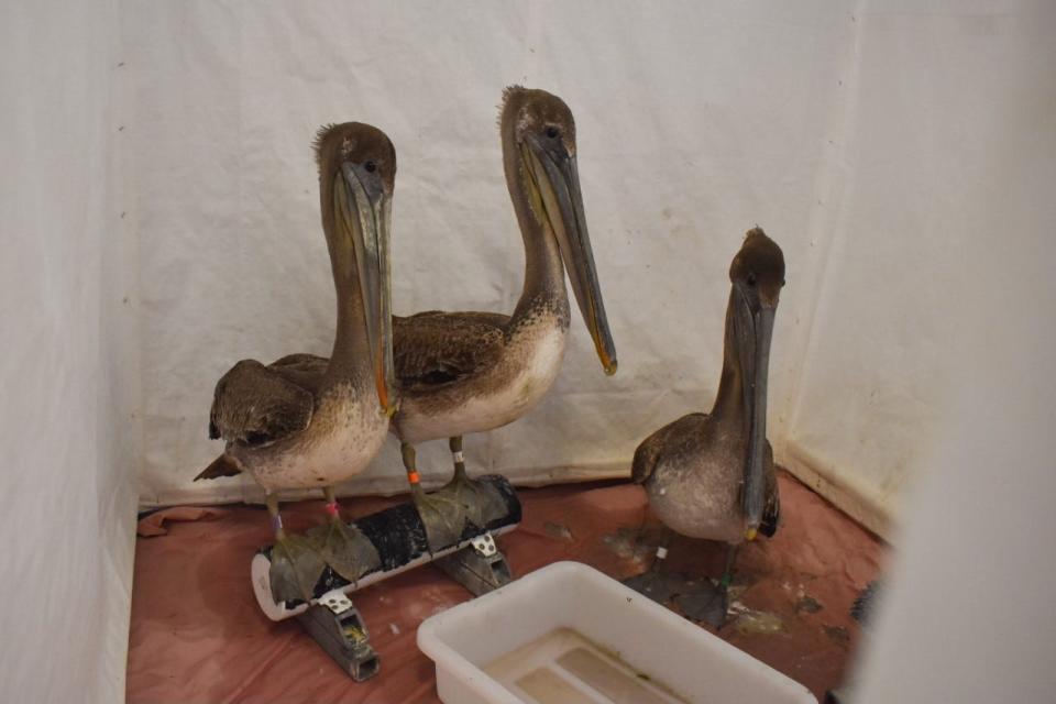 Sick and injured brown pelicans on the Ventura County and Southern California coast have recently inundated rescue centers.
