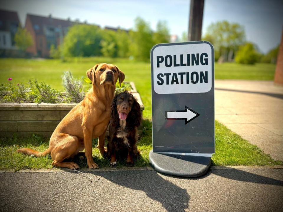 York Press: Luka and Rumour at Derwenthorpe SSC Polling Station - enjoying all the attention from the voters while on their daily walk.