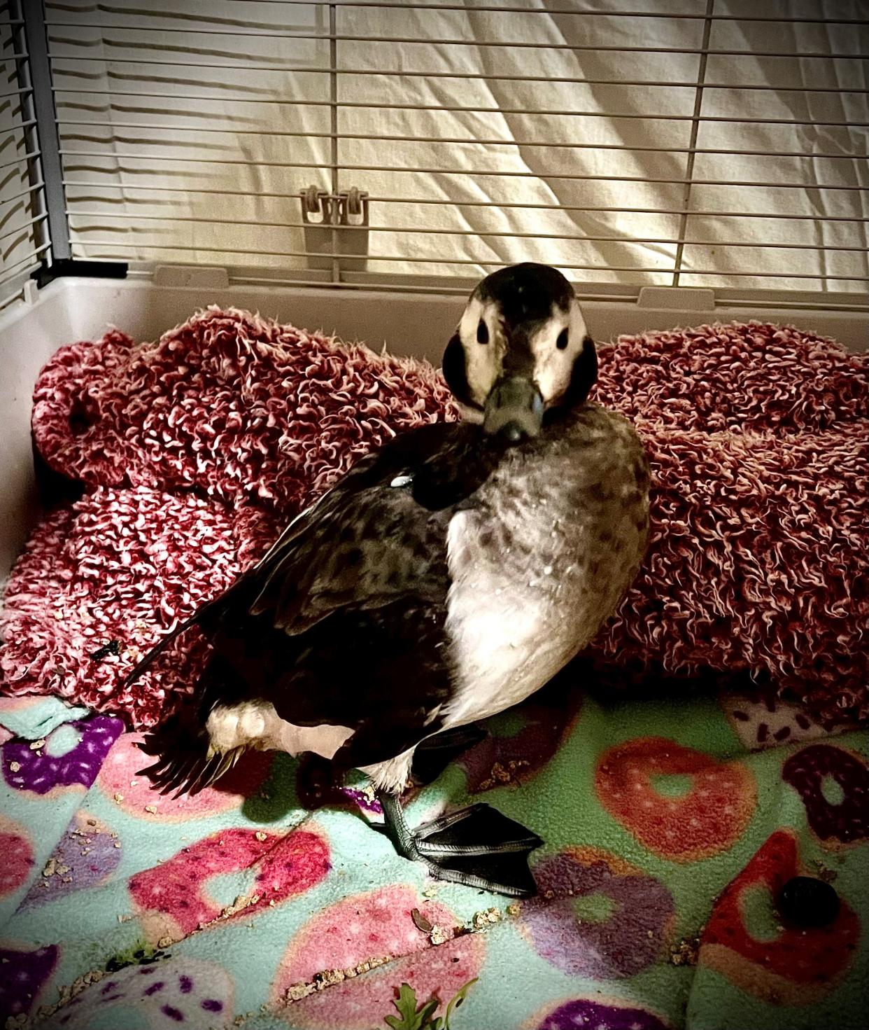 The 1-pound long-tailed duck, which the little girl named Rosealini, is "normally found in the Arctic/ northern coastal regions".