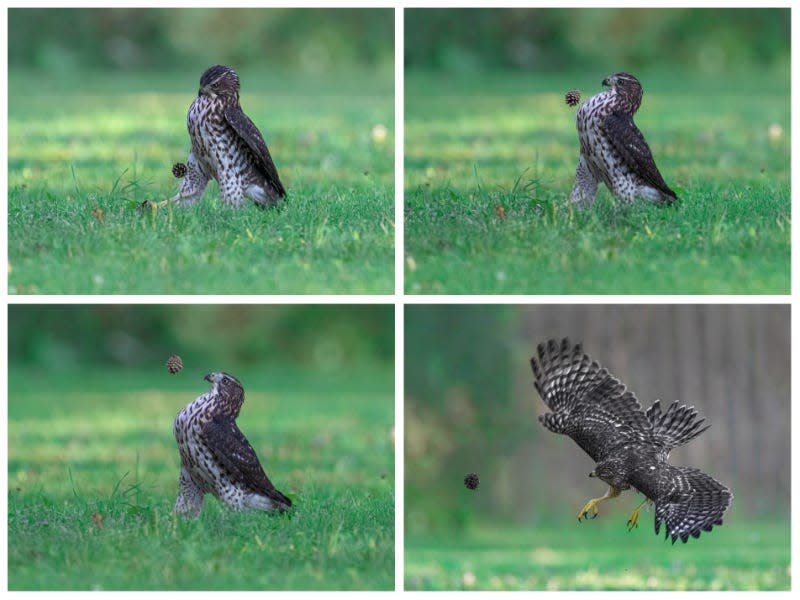 A hawk kicks a pine cone in a series of photos.