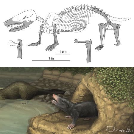 Skeletal and life style reconstructions of Docofossor brachydactylus is shown in this image courtesy of University of Chicago released on February 12, 2015