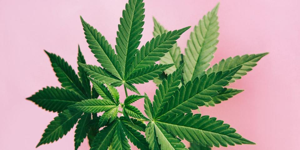 marijuana leaves background