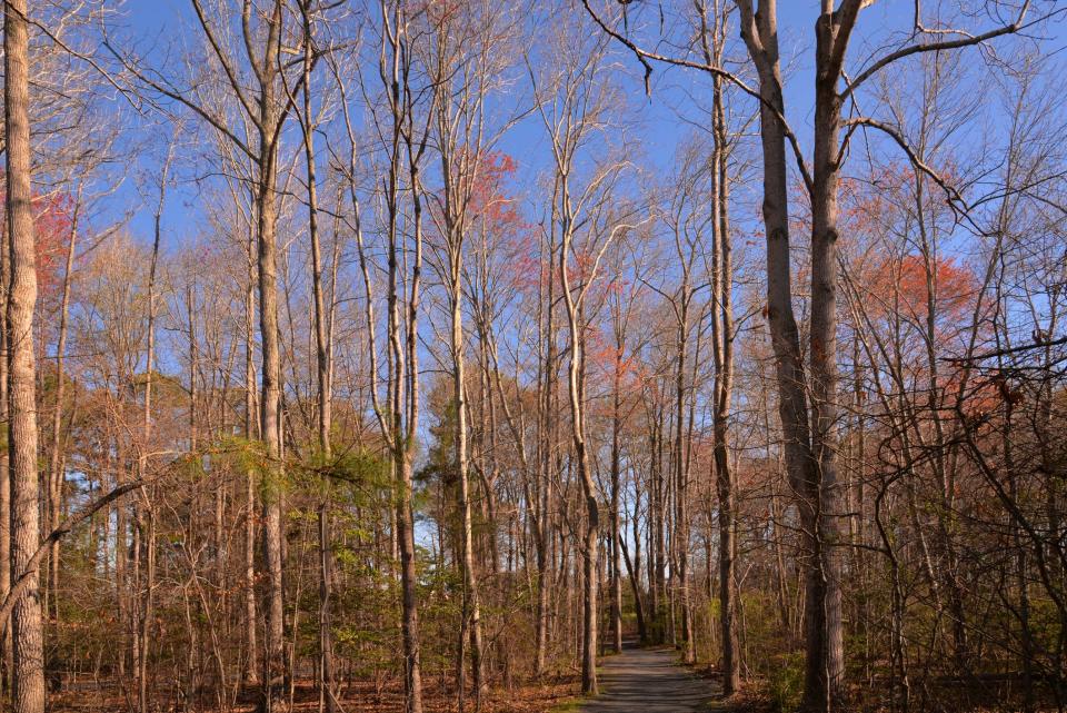 A forest in Maryland's Eastern Shore region