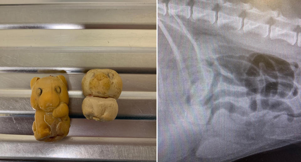 A split image shows to Woolworths Ooshies (left) removed from an animal and (right) an X-ray image of gas build up in the animal's stomach. 