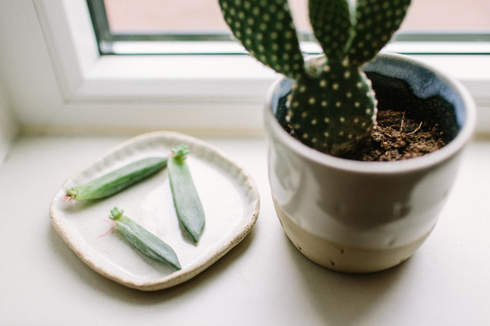 A cactus on a windowsill with leaf cuttings in a dish next to it