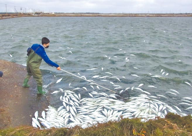 雲林縣虱目魚損失慘重，縣府推農業保險，但漁民認為投資報酬率不高。（張朝欣攝）