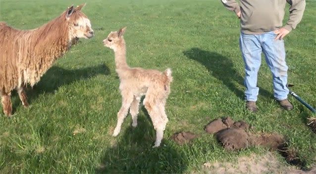 Reunited: The mother and baby alpaca soon ran off into the field. Photo: WISN 12 News