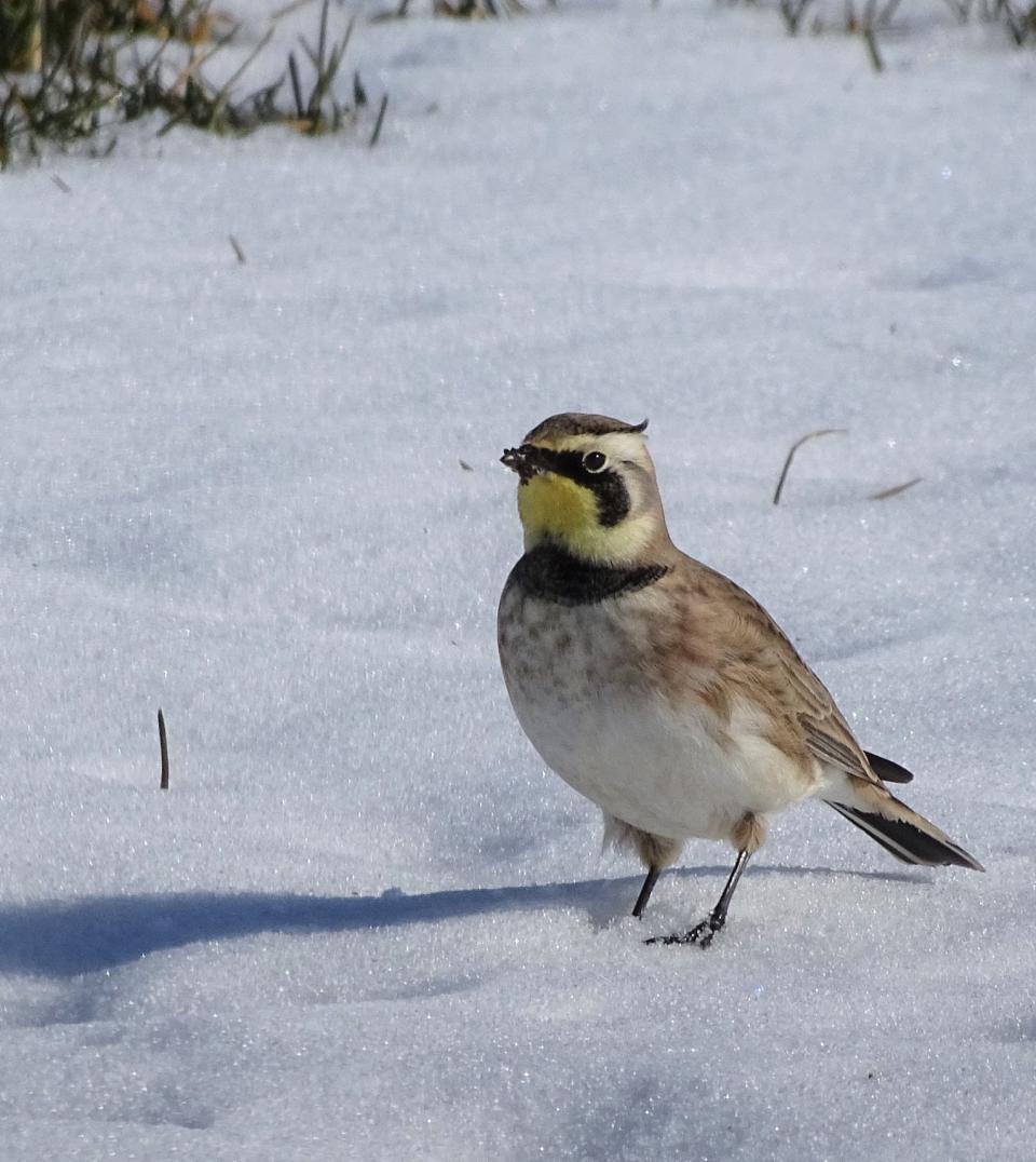 A Horned Lark braves the snow and cold as it seems to pose for the camera.