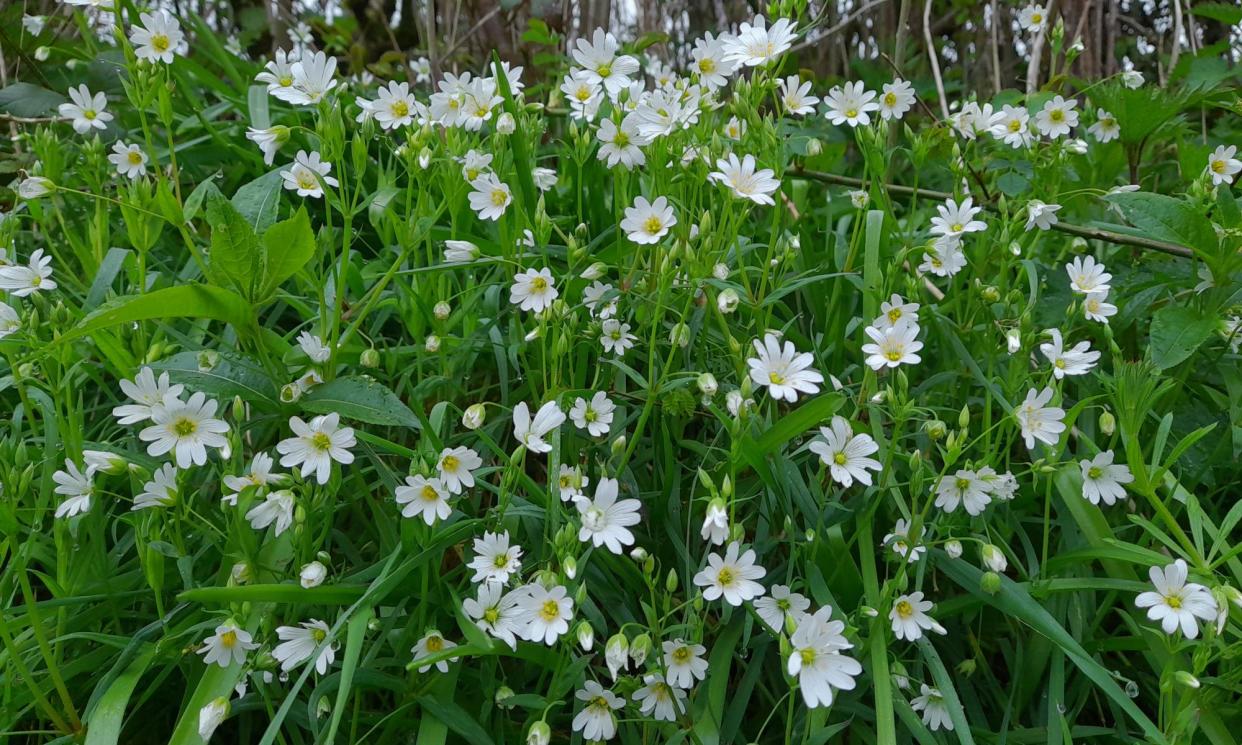 <span>A bank of greater stitchwort in Langford Budville, Somerset.</span><span>Photograph: Anita Roy</span>