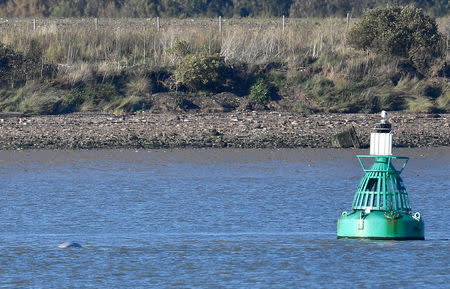 A beluga whale breeches near a buoy on the River Thames near Gravesend east of London, Britain, September 25, 2018. REUTERS/Toby Melville