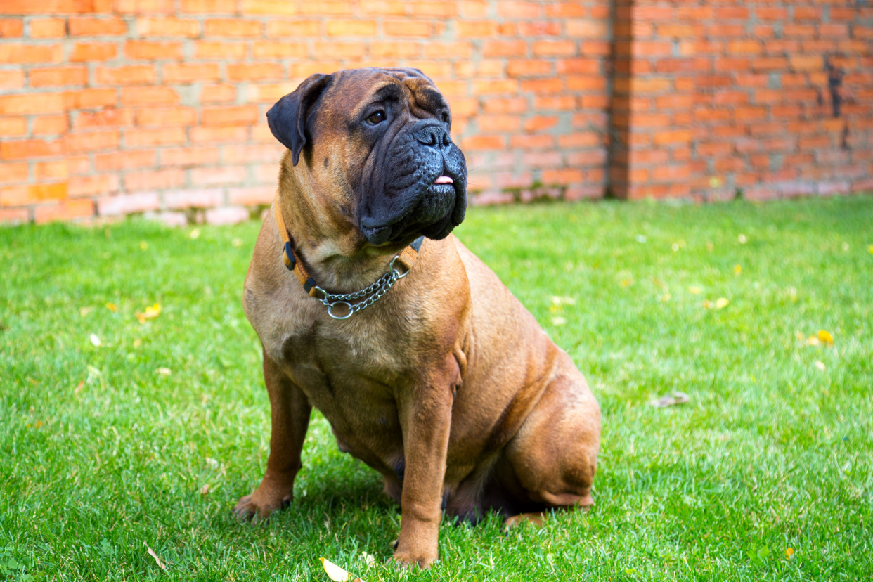 Bullmastiff