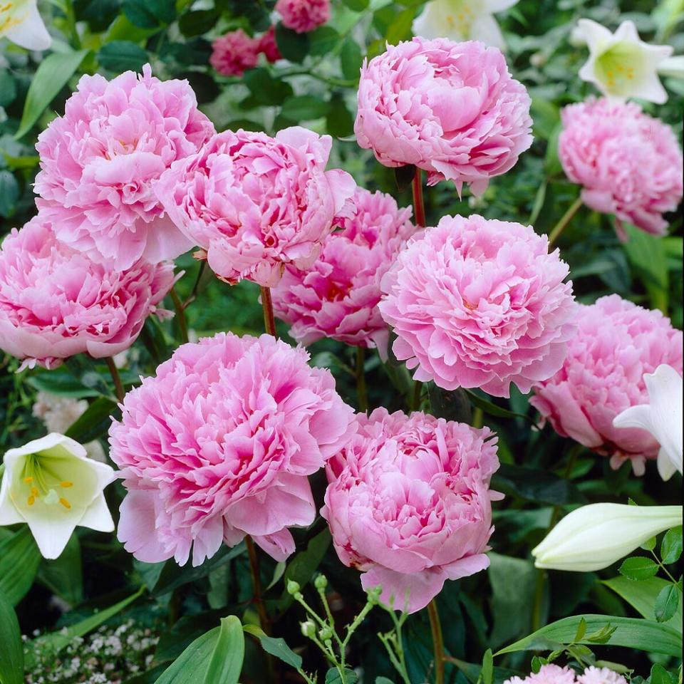 <p><a href="https://go.redirectingat.com?id=74968X1596630&url=https%3A%2F%2Fwww.fast-growing-trees.com%2Fproducts%2Fsarah-bernhardt-peony&sref=https%3A%2F%2Fwww.housebeautiful.com%2Flifestyle%2Fgardening%2Fg30319232%2Ffront-door-plants%2F" rel="nofollow noopener" target="_blank" data-ylk="slk:Shop Now;elm:context_link;itc:0;sec:content-canvas" class="link ">Shop Now</a></p><p>Sarah Bernhardt Peony Bush</p><p>Fast Growing Trees</p><p>$89.95</p>