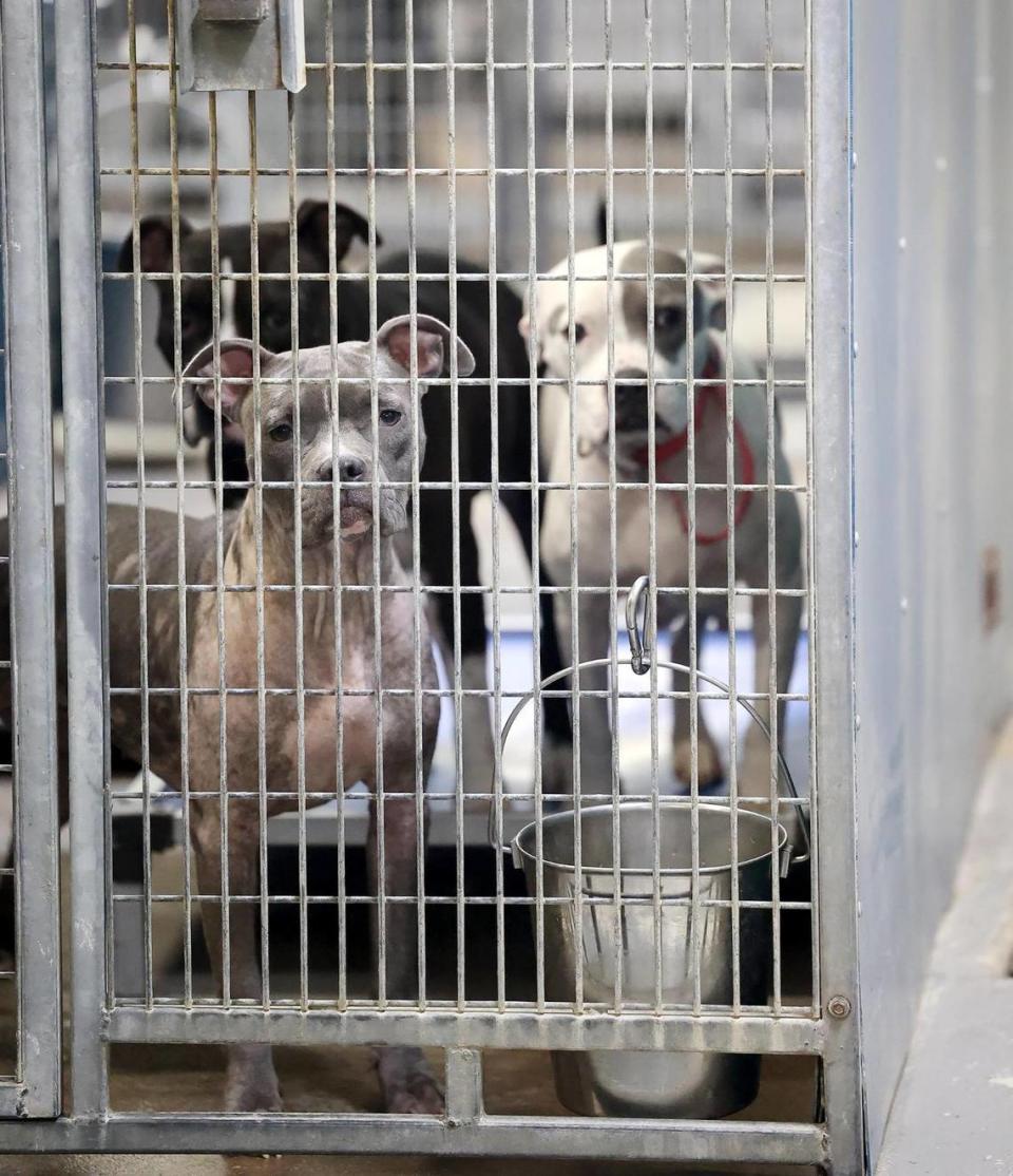 Dogs available for adoption look out from their kennel at the Chuck Silcox Animal Care & Control Center on Wednesday, October 25, 2023, in Fort Worth.