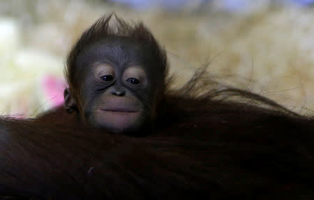 Nuninka, Bornean orangutan (Pongo pygmaeus), holds her newborn baby in its' enclosure at Usti nad Labem Zoo, Usti nad Labem, Czech Republic January 3, 2017. REUTERS/David W Cerny