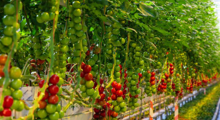 An image of tomato plants