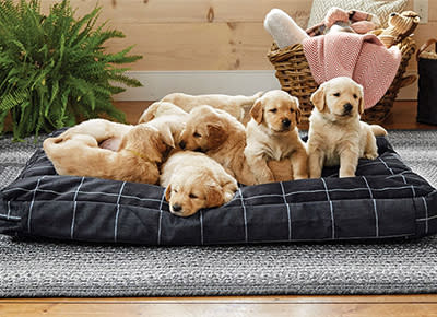 Chew-Proof Dog Beds  Tear-Resistant Dog Beds for Sale