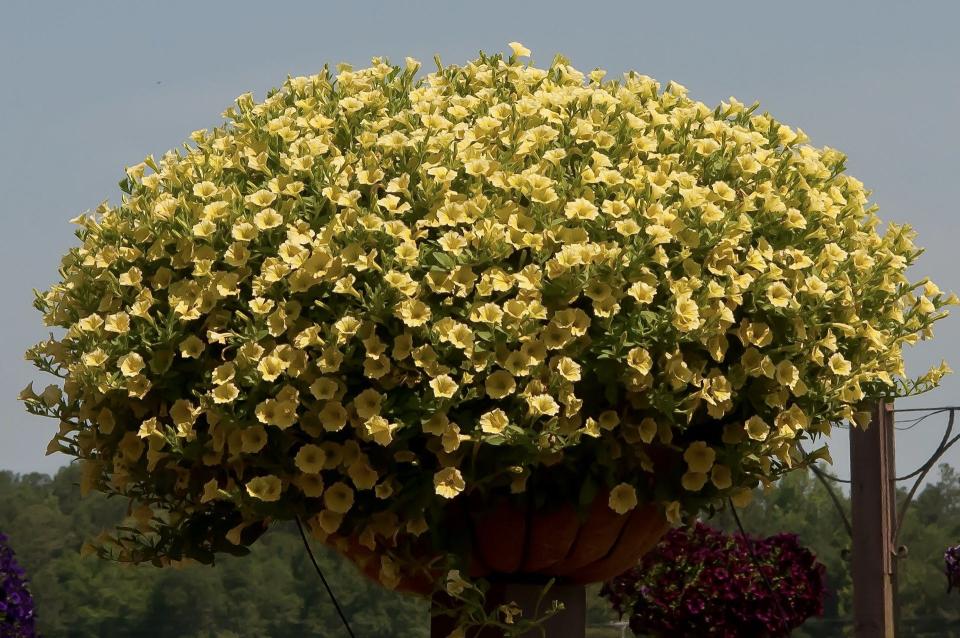 Young’s Plant Farm Annual Garden Tour in June showed enormous Supertunaia Mini Vista petunias in baskets like this Mini Vista Yellow which made its debut this year.