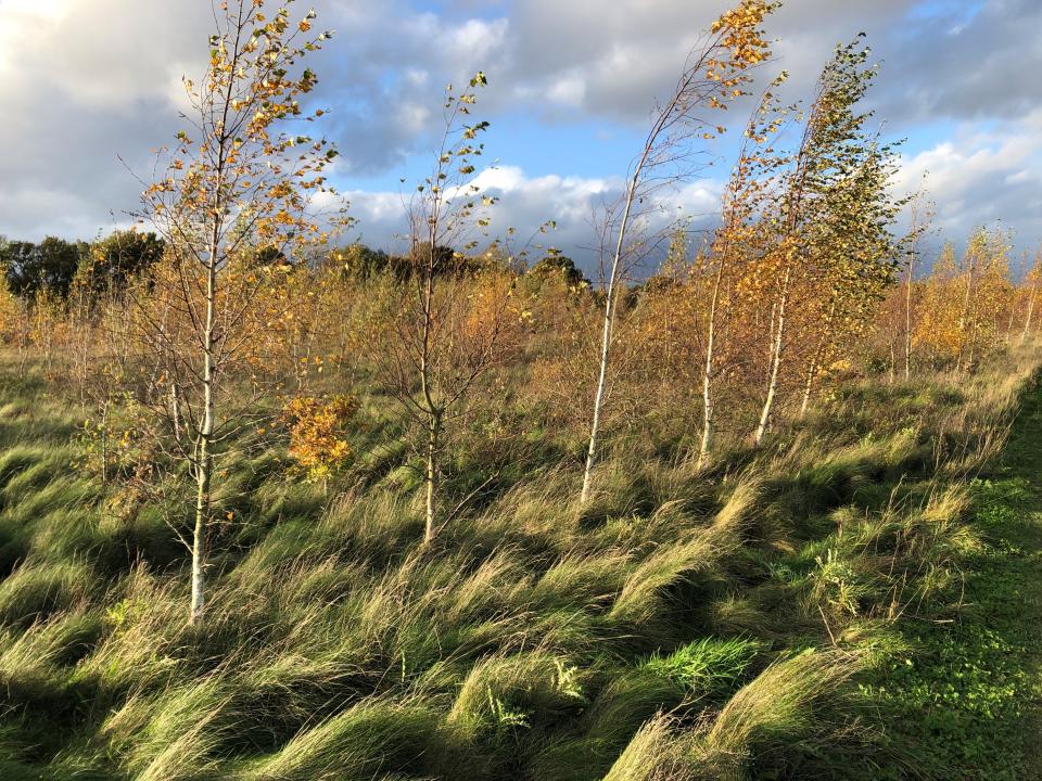 Young trees on former farmland