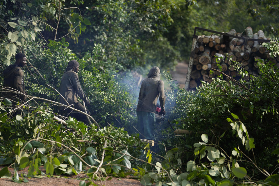 Loggers cut trees and hack away at branches inside the Omo Forest Reserve in Nigeria on Wednesday, Aug. 2, 2023. Conservationists say the outer region of Omo Forest Reserve, where logging is allowed, is already heavily deforested. As trees become scarce, loggers are heading deep into the 550-square-kilometer conservation area, which is also under threat from uncontrolled cocoa farming and poaching. (AP Photo/Sunday Alamba)