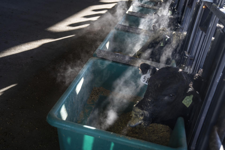 Cattle eat from SmartFeed machines at Colorado State University's research pens in Fort Collins, Colo., Thursday, March 9, 2023. AgNext, which is leading the university's efforts, is partially funded with money from the beef industry; researchers say they have limited federal funds and want to work closely with producers to implement findings. (AP Photo/David Goldman)