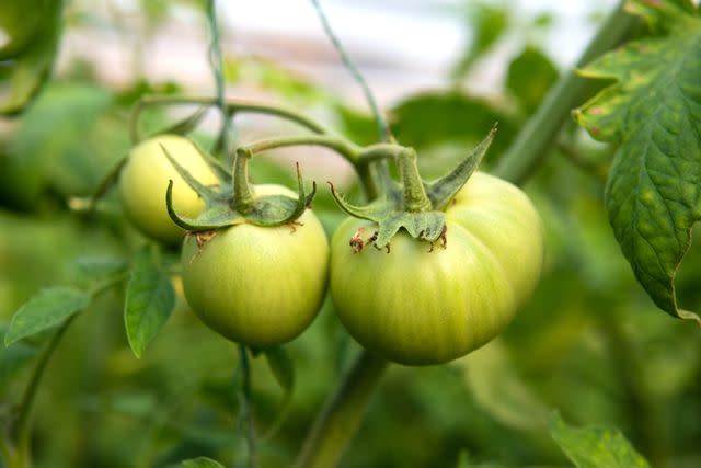 cartoon tomato plant growth stages