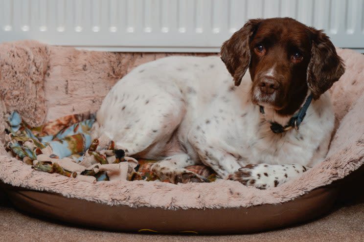 A faithful dog lay by her owner’s body for five hours, refusing to leave, after he died during their evening walk.