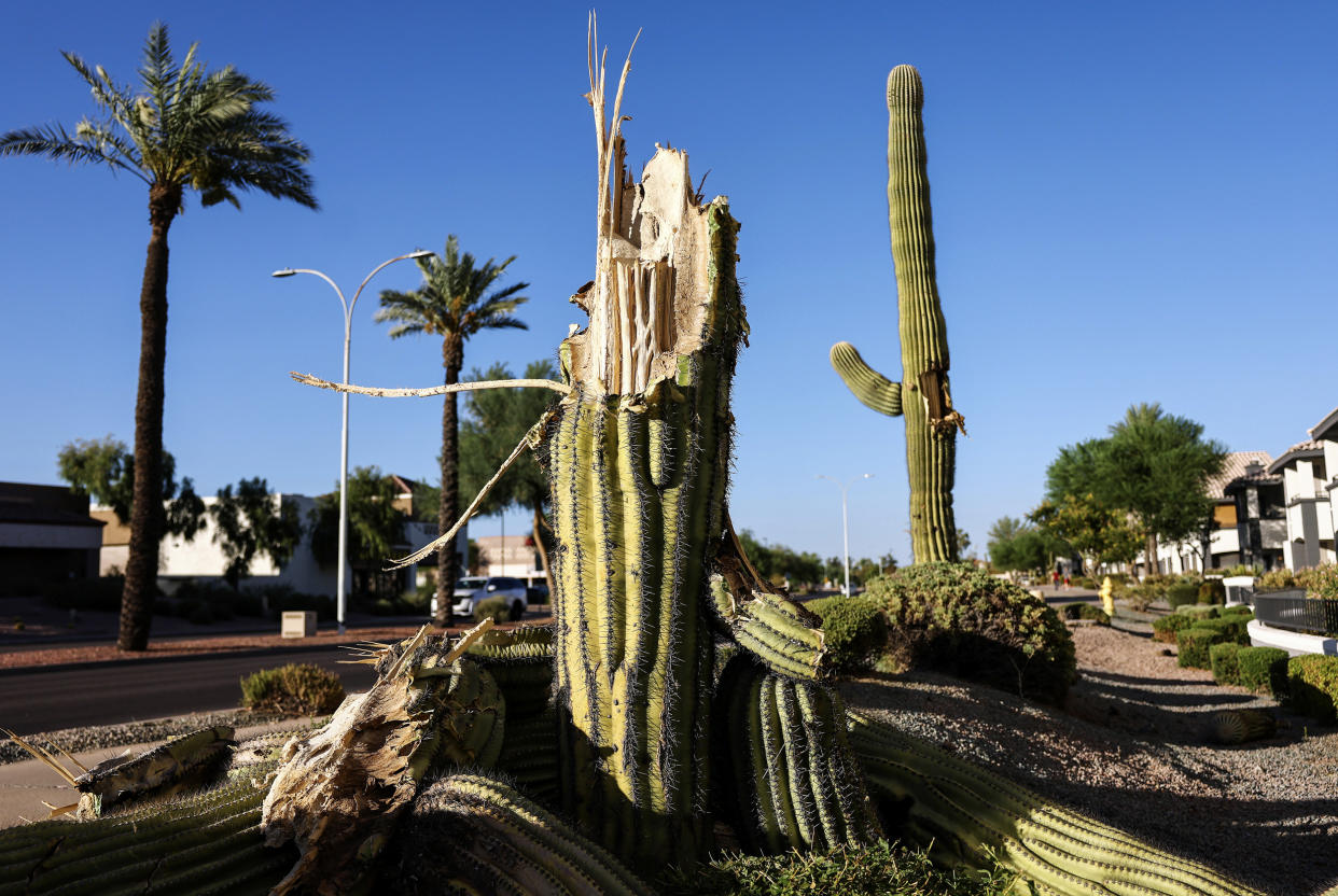 A recently fallen, damaged saguaro cactus in Phoenix on Aug. 3, 2023 . The iconic cacti are under increased stress from extreme heat during Arizona’s brutal summer heat wave and are threatened by a number of issues linked to climate change.  (Mario Tama / Getty Images)