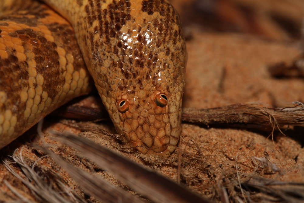  Orange speckled sand boa snake with bulging reddish eyes. 