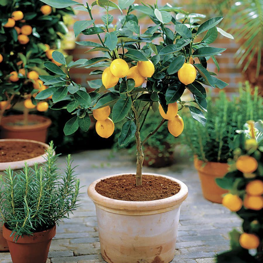 <p><strong>Jackson & Perkins</strong></p><p>jacksonandperkins.com</p><p><strong>$89.95</strong></p><p>Give a foodie gift that serves double duty with this petite, easy to grow tabletop citrus tree. Not only do the lemons taste delicious in jellies, baked goods, and cocktails, the lush green leaves bring some life to any room. </p>
