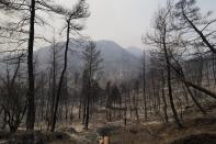 A burnt forest during a wildfire in Kourkouloi village on the island of Evia, about 150 kilometers (93 miles) north of Athens, Greece, Thursday, Aug. 5, 2021. Forest fires fueled by a protracted heat wave raged overnight and into Thursday in Greece, threatening the archaeological site at the birthplace of the modern Olympics and forcing the evacuation of dozens of villages. (AP Photo/Thodoris Nikolaou)