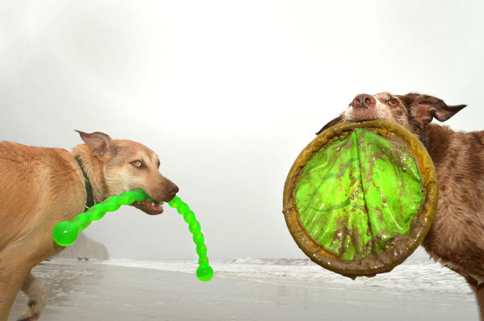 ‘Dogs on the Beach’