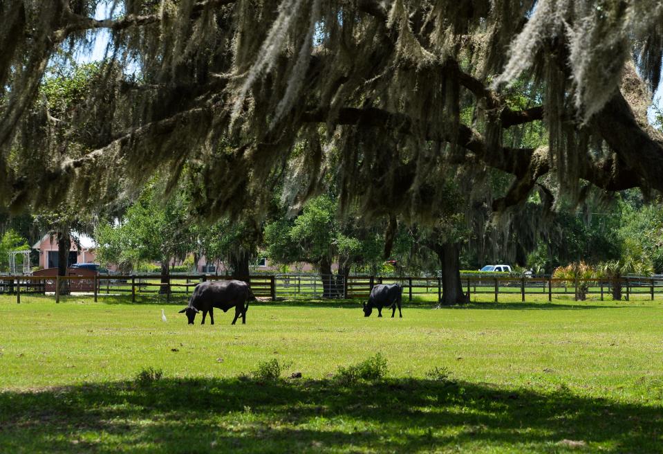 Cattle graze in a field off Myakka Road in Old Miakka.