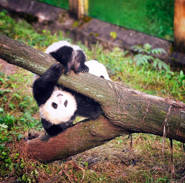 Baby pandas Chongqing zoo