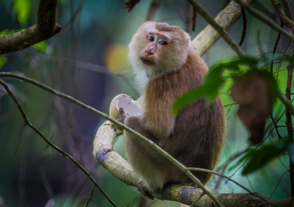 Pig-tailed macaque in Thailand.