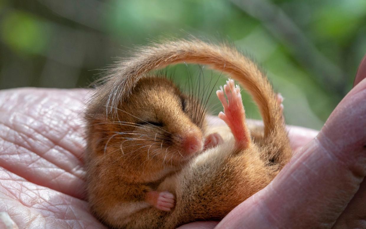 Italian police seize hundreds of dormice destined for dinner plates of mafia dons - Andrew Crowley /Andrew Crowley 