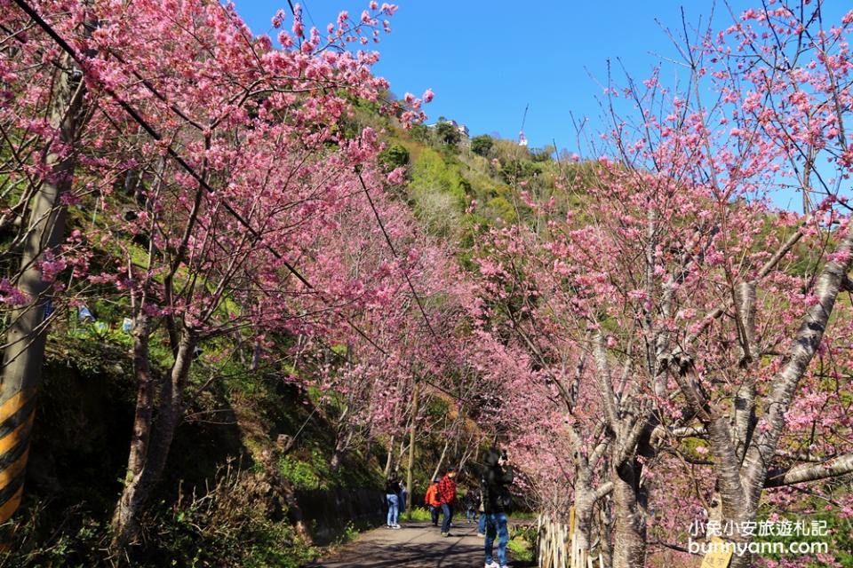 桃園｜中巴陵櫻木花道