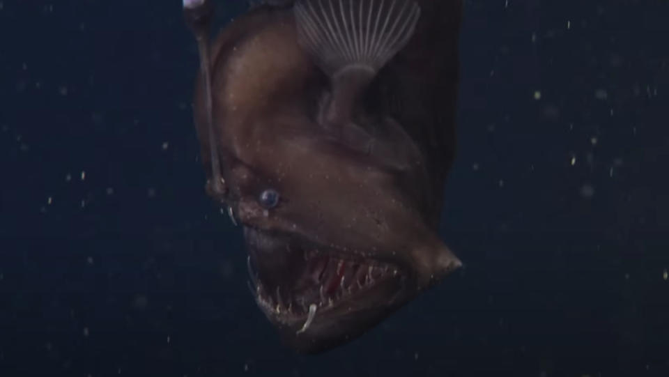 A deep-sea angler fish with its big old mouth wide open, ready to eat.