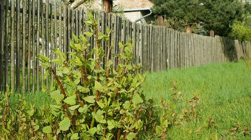 <span class="caption">More than £150 million is spent trying to control Japanese knotweed in the UK annually.</span> <span class="attribution"><a class="link " href="https://www.shutterstock.com/image-photo/knotweed-japanese-invasive-expansive-species-dangerous-1993556132" rel="nofollow noopener" target="_blank" data-ylk="slk:Tomas Vynikal/Shutterstock;elm:context_link;itc:0;sec:content-canvas">Tomas Vynikal/Shutterstock</a></span>