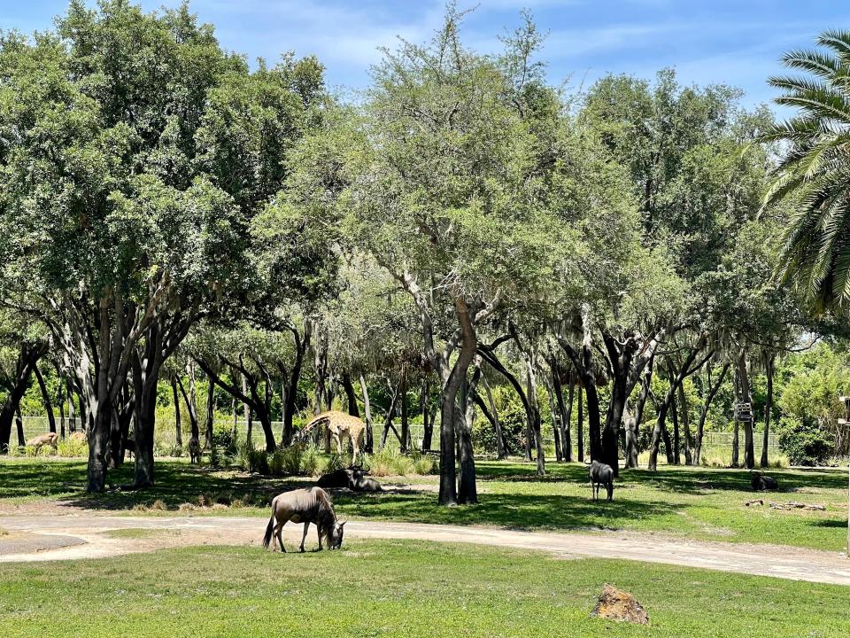 savanna filled with animals at animal kingdom lodge disney world